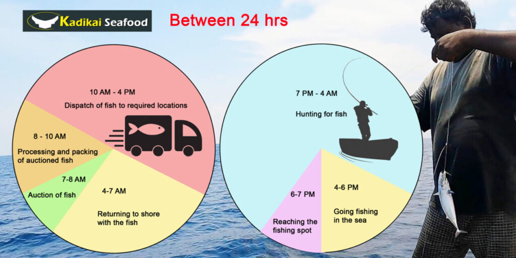 24 hrs Between Fish Catching and Hunting after market